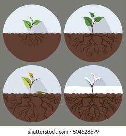 Tree in four seasons - spring, summer, autumn, winter.