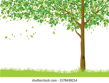 Tree, fresh green and lawn