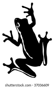 tree frog