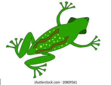 Tree Frog on White Background