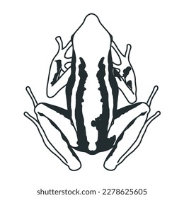 Tree Frog Sketch Vector isolated
