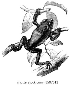tree frog wildlife tree nature rainforest reptile foliage earth leaves animals tropical scenery tropic fauna art latitude painting graphic picture science frog image drawing illustration warm sit toad