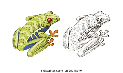 Tree frogs hand drawn vector illustration