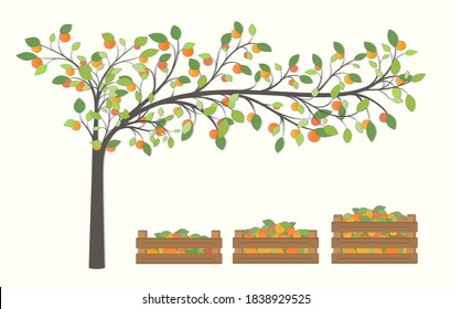 Tree with fruit and boxes with orange fruit on a light background