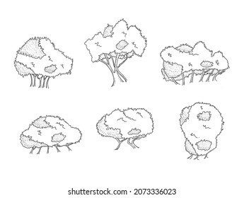 Tree Garden leaf Plant Isolated
