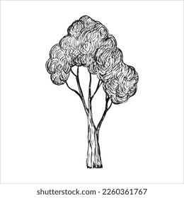 tree in graphics. Hand drawn engraving style