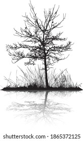 tree and grass with reflection