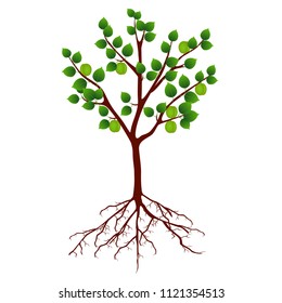 A tree with green apricots and roots on a white background.