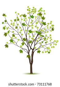 Tree with green leafage isolated on a white