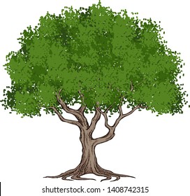 Tree with Green Leaves, Branches, Trunk, and Root [Vector]