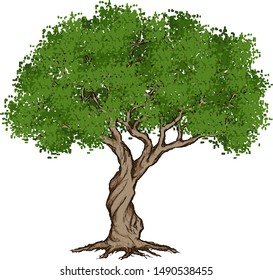 Tree with Green Leaves, Branches, Trunk, and Root [Vector]