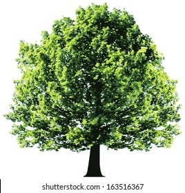 Tree with green leaves isolated on white background 