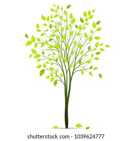 Tree with green leaves on white background vector