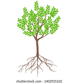 Tree with green leaves and roots on a white background.