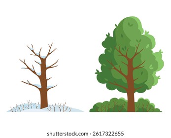 a tree with green leaves in summer and a tree without leaves in winter. Season concept.