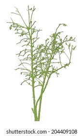 tree green vector