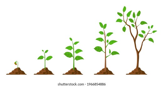 Tree grow. Plant growth from seed to sapling with green leaf. Stages of seedling and growing trees in soil. Gardening process vector concept. Eco, botanical cultivation, green foliage