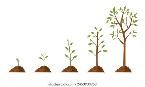 Tree grow. Plant growth from seed to sapling with green leaf. Stages of seedling and growing trees in soil. Gardening process vector concept. Eco, botanical cultivation, green foliage on white