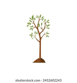 Tree grow. Plant growth from seed to sapling with green leaf. Stages of seedling and growing tree in soil. Gardening process vector concept. Eco, botanical cultivation, green foliage on white