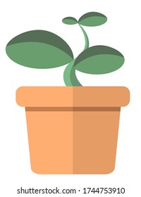 A tree growing in a pot For home decoration