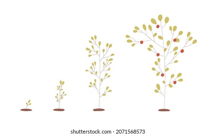 Tree growing process. Growth from seedling and sprout to adult plant with fruits. Development and life cycle concept. Crop germination stages. Flat vector illustration isolated on white background