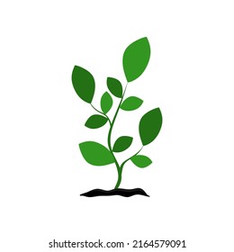 Árbol que crece en el suelo. Planta Del Suelo. Plantas de huerto ecológico de árboles frescos