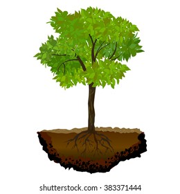 tree growing in the soil.vector illustration