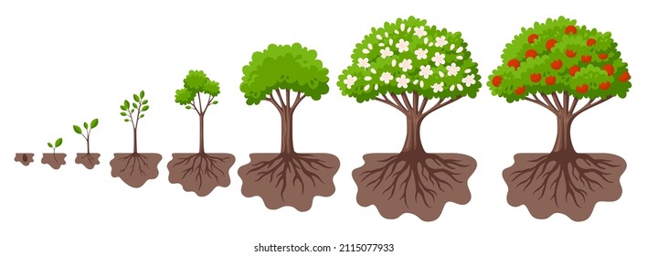 Tree growth cycle. Agriculture growing plant, apple bush change. Isolated planting concept, cartoon garden fruits blossom. Germinating seed, garish vector scene