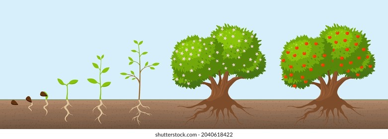 Tree growth cycle. Natural farming, trees grows and blooming. Growing apple bush with green foliage. Fruit plant from seed recent vector concept