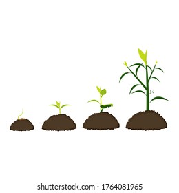 Tree growth diagram with green leaf, nature plant. Set of illustrations with phases plant growth. Flat style. growing tree