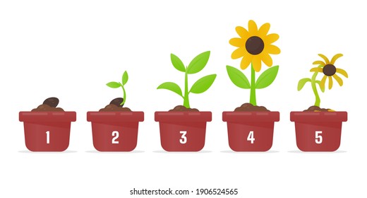 Tree growth. Planting a tree that has sprouted from seed becomes a seedling with flowers and dies.