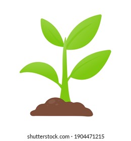 Tree growth Planting trees that grow from seed will become seedlings. - Shutterstock ID 1904471215