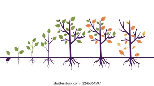 Tree growth process steps with root. Gardening agriculture farm concept. Vector graphic design illustration