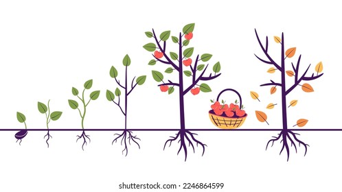 Tree growth process steps with root. Gardening agriculture farm concept. Vector graphic design illustration