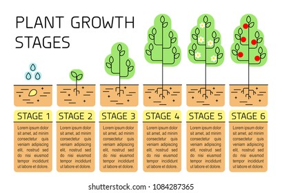 Tree growth stages infographics. Line art icons. Planting instruction template. Linear style illustration isolated on white. Planting fruits process. Flat design style.