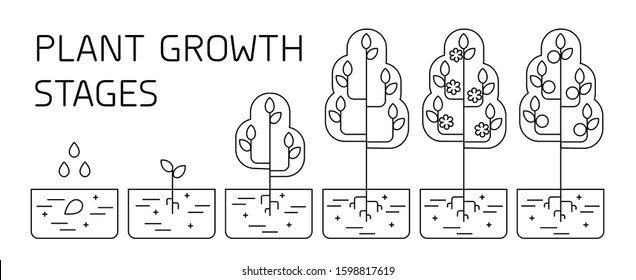 Tree growth stages infographics. Line art icons. Planting instruction template. Linear style illustration isolated on white. Planting fruits process.