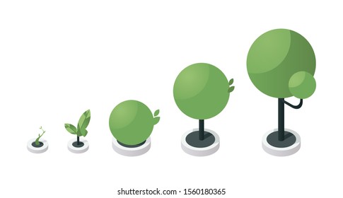 Gráfica vectorial isométrica en etapas de crecimiento del árbol. Los pasos del proceso de desarrollo de la siembra verde, plantas que crecen desde brotes pequeños hasta árboles grandes. Jardinería, horticultura, elemento de diseño conceptual botánico