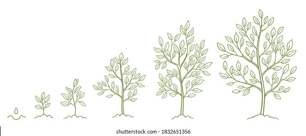 Tree Growth Stages. Plant Development Phases. Animation Progression. Infographic Set. Life Cycle. Hand Drawn Contour Vector Line Sketch.