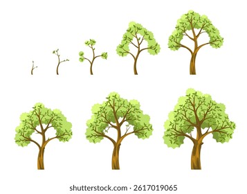 Tree growth stages. Plant grow, Seed seedling sapling and adult tree with leaves, seeds germination seedlings planting, trees growing nature life cycle concept. Vector illustration.