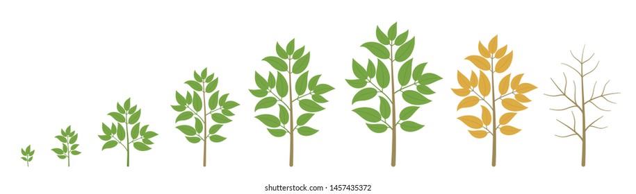 Tree Growth Stages. Ripening Period Progression. Tree Life Cycle Animation Plant Phases. Dried Autumn Tree.