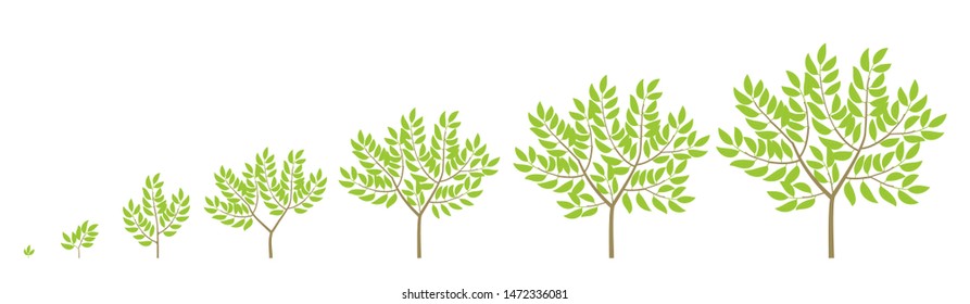 Tree Growth Stages. Ripening Period Progression. Tree Life Cycle Animation Plant Phases.