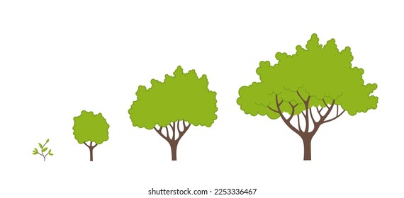 Estadios de crecimiento de árboles. Progresión infográfica del periodo de maduración. Fases de plántula del ciclo de vida del árbol. Ilustración vectorial.