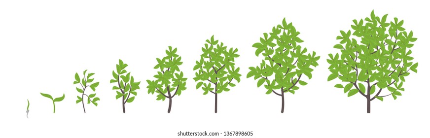 Tree growth stages. Vector illustration. Ripening period progression. Tree life cycle animation plant seedling phases.