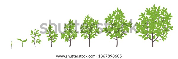 木の成長段階 ベクターイラスト 成熟期の進行 木のライフサイクルアニメーション植物の苗相 のベクター画像素材 ロイヤリティフリー