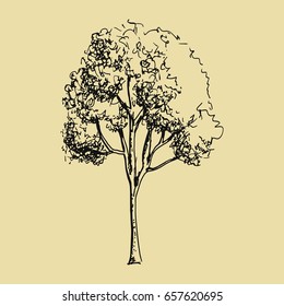 Tree. Hand drawing vector illustration