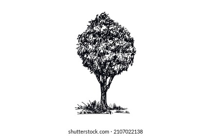 Tree  hand drawn ink vector sketch. 