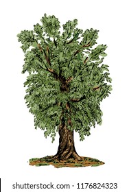 A tree, hand drawn sketch. Vector illustration isolated on white.