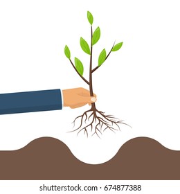 Tree in hand. Planting young green tree, sapling with roots in hand man. Gardening, agriculture, caring for environment. Vector illustration flat design. Isolated on white background.