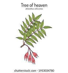 Tree of heaven (Ailanthus altissima), medicinal plant. Hand drawn botanical vector illustration