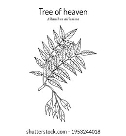 Tree of heaven (Ailanthus altissima), medicinal plant. Hand drawn botanical vector illustration